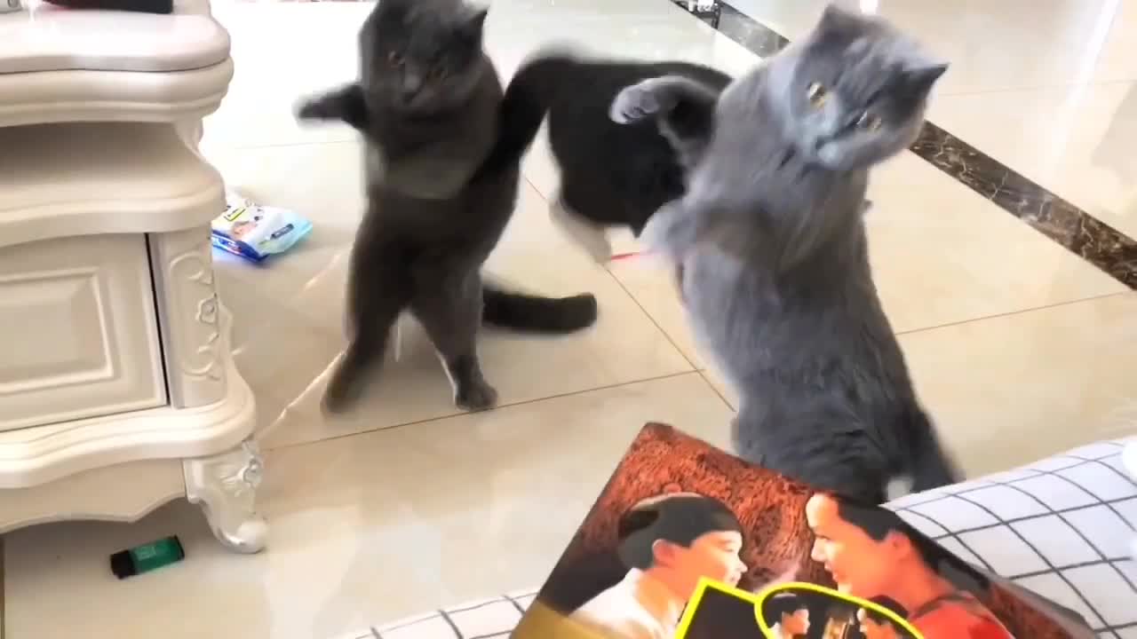 A pair of happy kittens