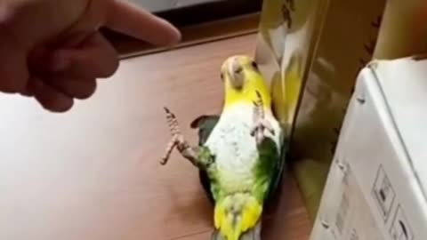 Cute Parrot