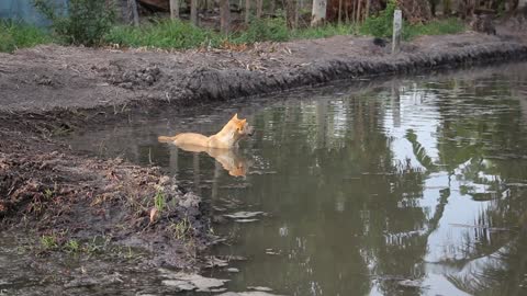 Dog Bath animal funny