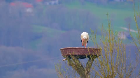 Viral Birds