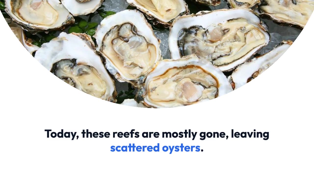 Shell Shocked: Reviving the Lost Oyster Reefs of Europe