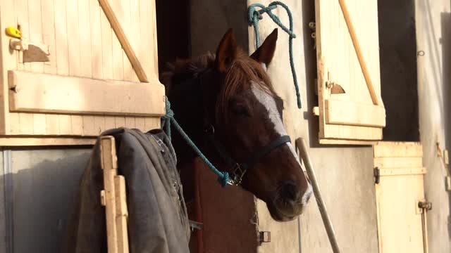 When opacity is the norm, innocence is sin.