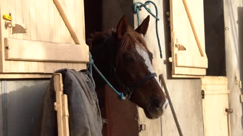 When opacity is the norm, innocence is sin.