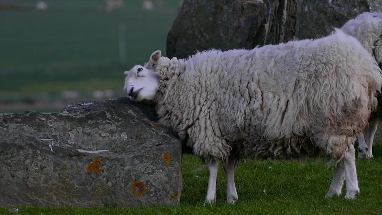 Sheep Scratches at Stonehenge #comedy #animals #funny