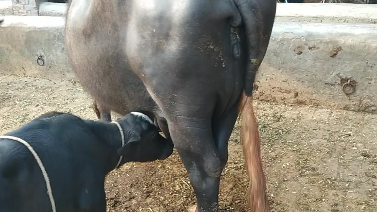 Pakistani Befflo