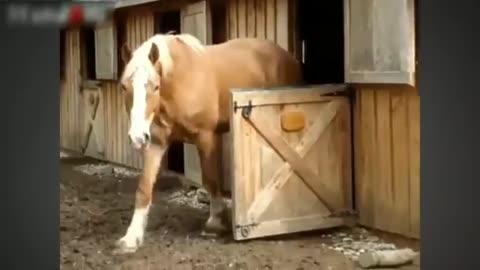 Funny horse videos