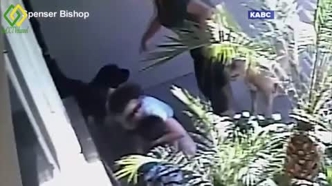 15 Dogs Attacks caught on CCTV