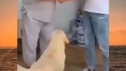 Cute dog that makes fun of sick people