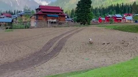 Green Pakistan 58
