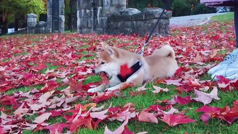 A kind of dog without friends