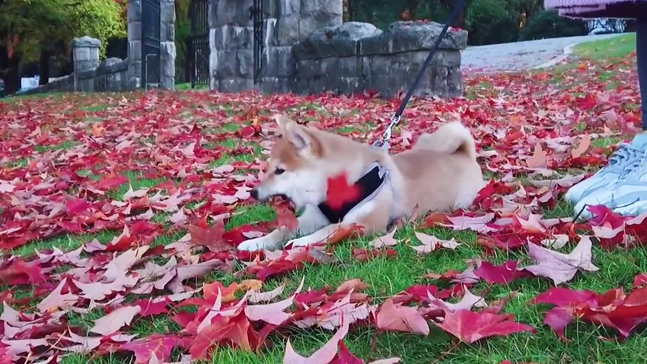 A kind of dog without friends