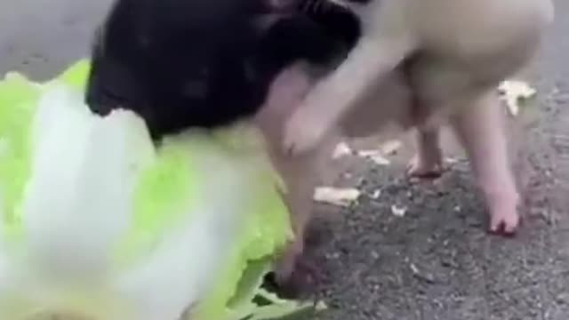 Cute animals capture in camera