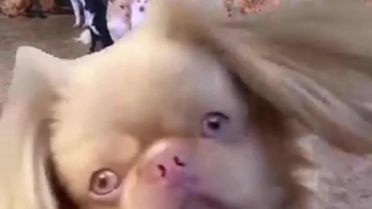 Funny video