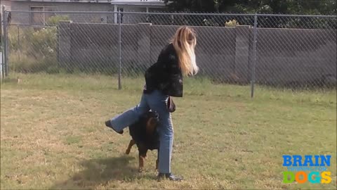 Brain training for dogs