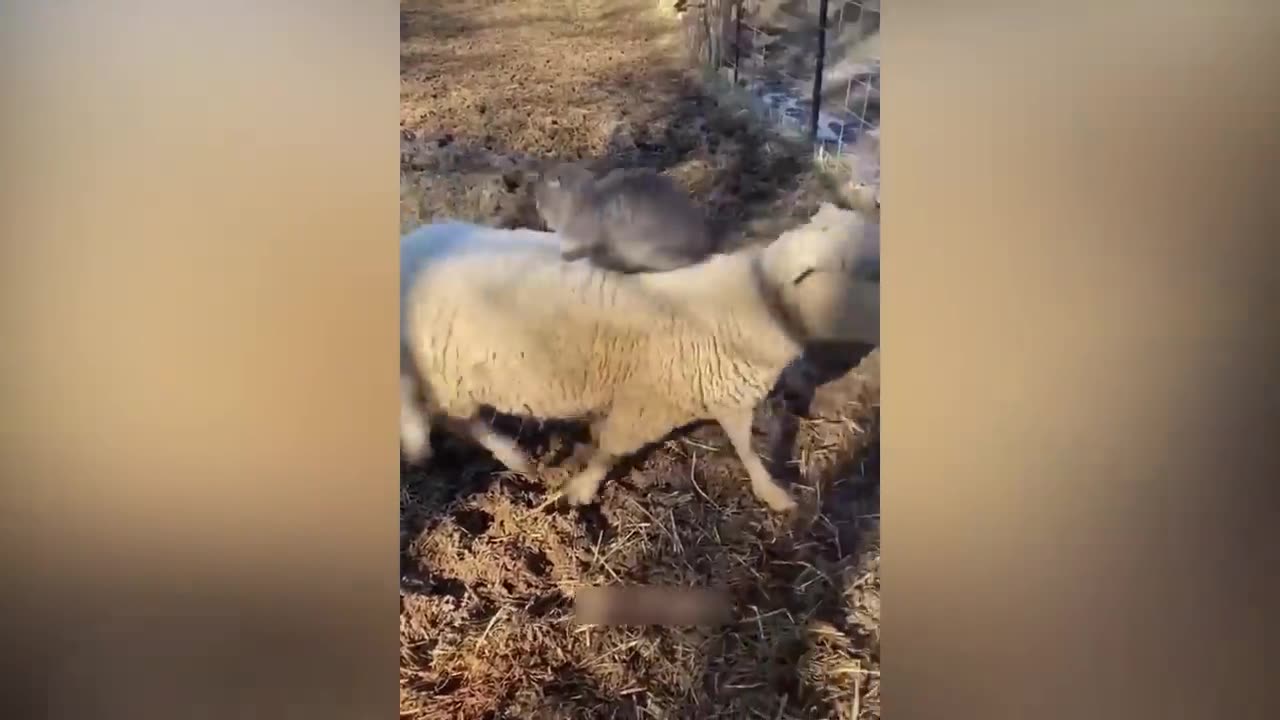 funny animal videos 2022 😂 -