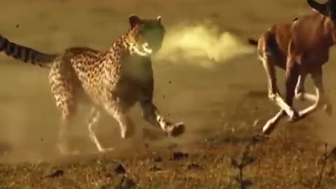 That is one way to outrun a cheetah..💨🌚