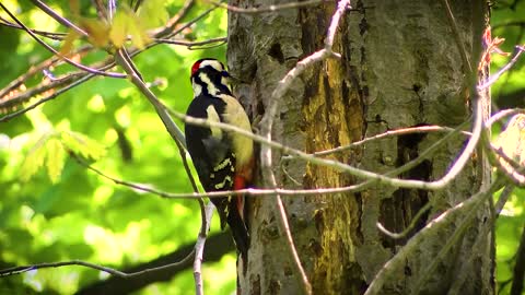 beautiful Woodpecker