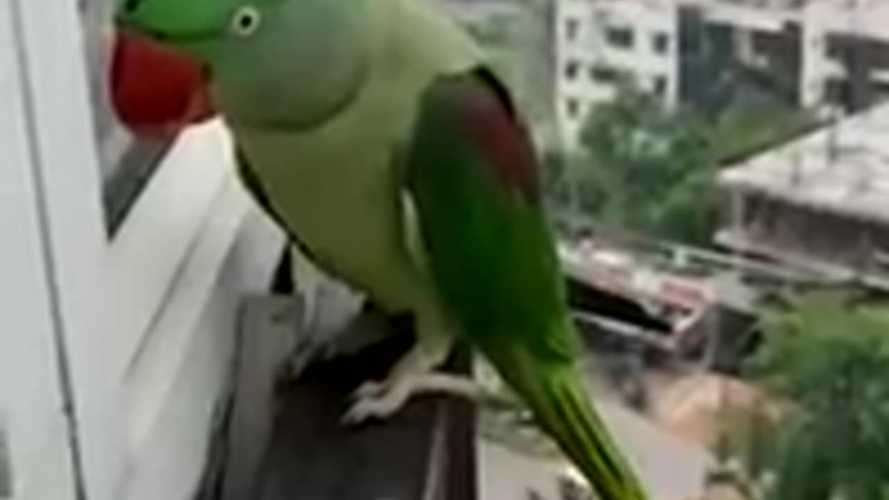 Funny Parrot