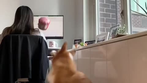 Funny Dog Video