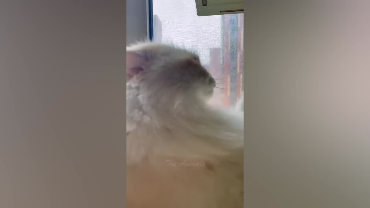 Best Funny Animal Videos Of The 2022 π€£ - Funniest Cats And Dogs Videos πΊπ (74)