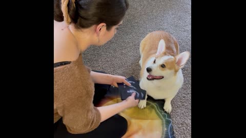 The Tarot dog picks a card for today's message