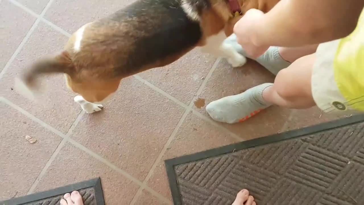 A very happy puppy is excited to see her owners!