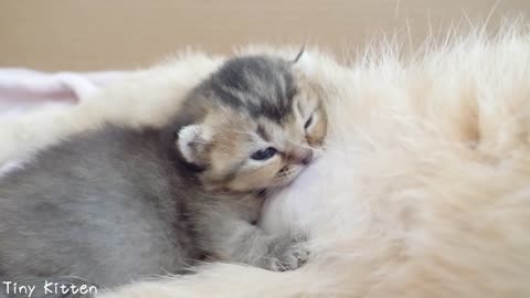 Hungry kitten's meows and wants to drink