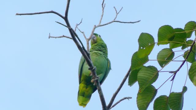 Green parrot