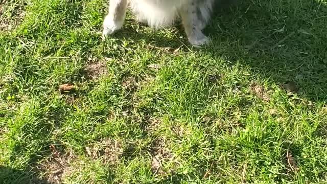 Pomeranian Runs Sideways