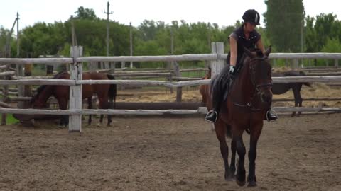 Riding horse. Girl on beautiful horse riding on manege