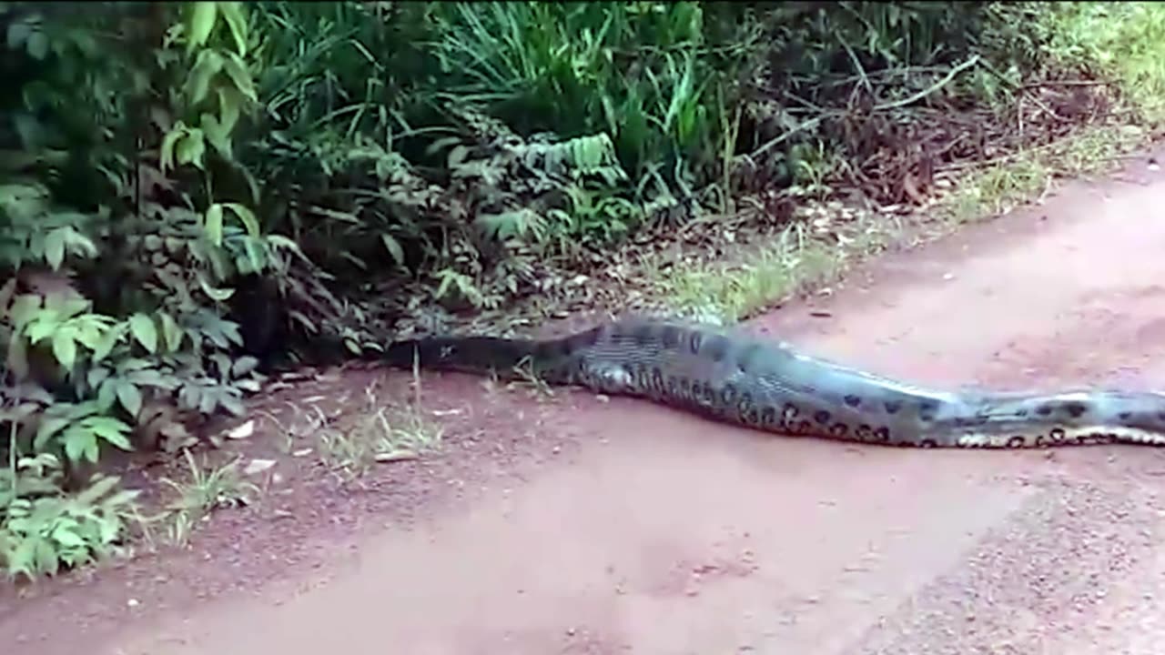 Cobra sucuri é flagrada ao cruzar estrada