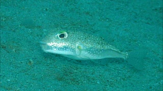 UFO -Underwater Crop Circles