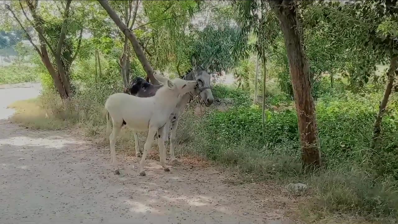Love of Donkey