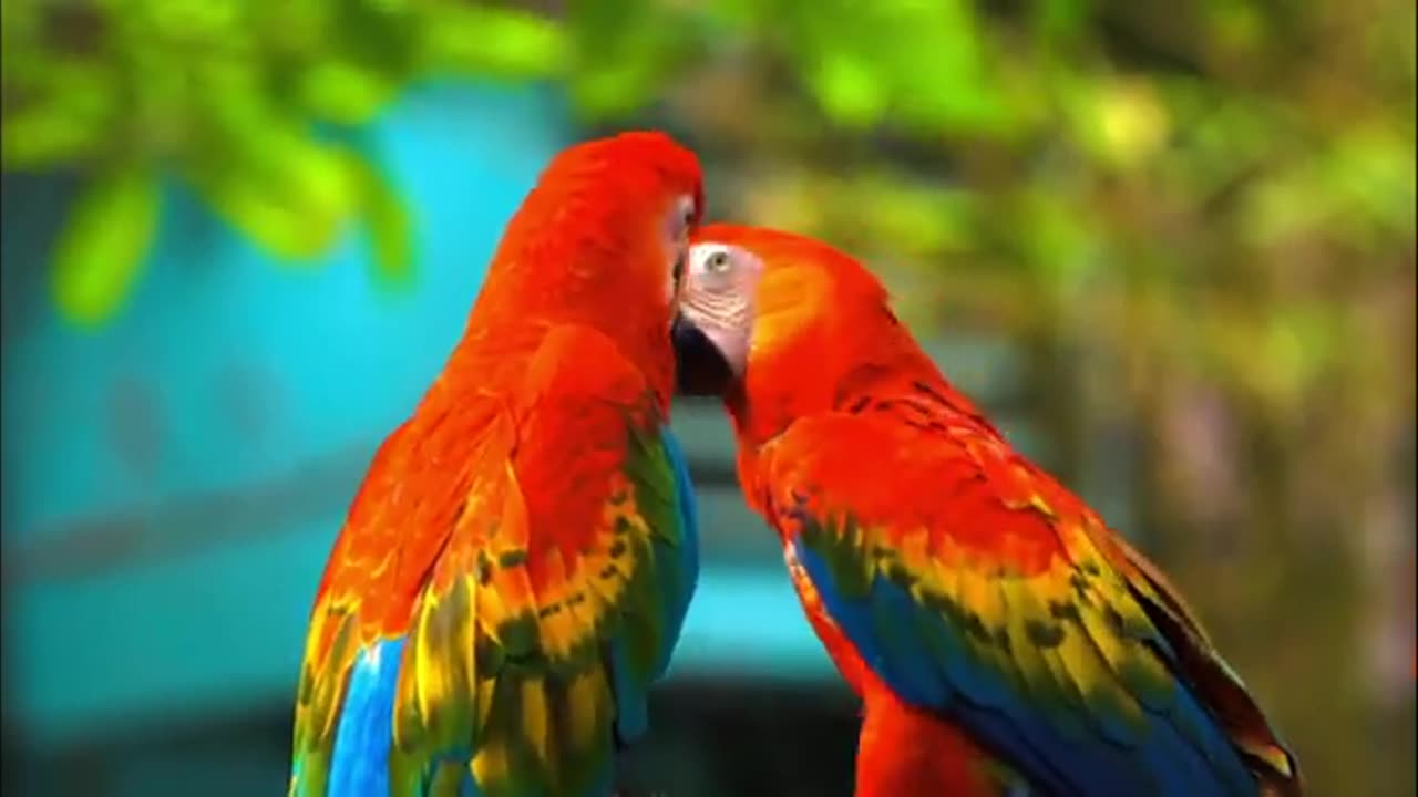 BEAUTIFUL 4K VIDEOS OF BIRDS