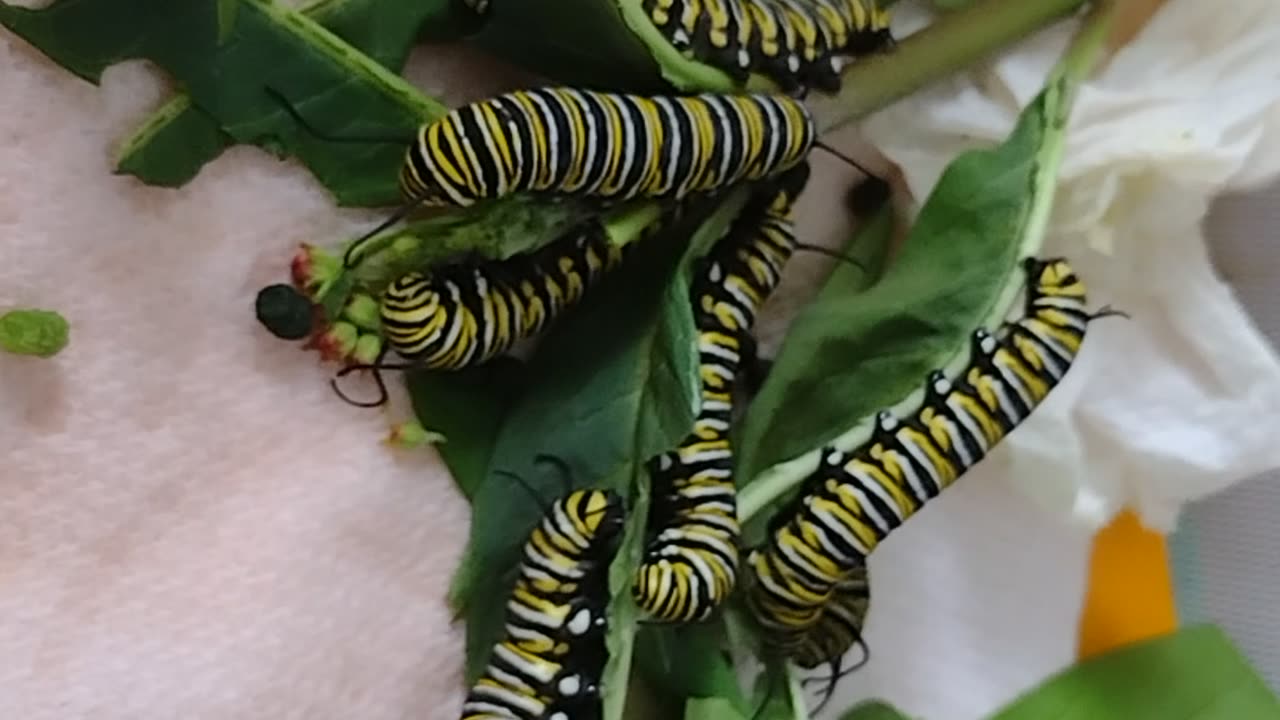 Monarch whisperer update