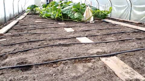 Timelapse _ From seed to 600kg Giant Pumpkin