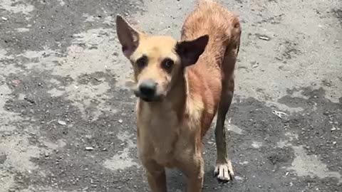 Lost/Abandoned Brown Dog found #cat #dog #catlover #doglover #animals #pets #instastrays