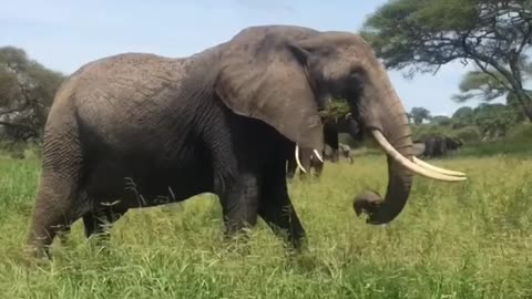 Elephant🐘 lover funny act by elephant