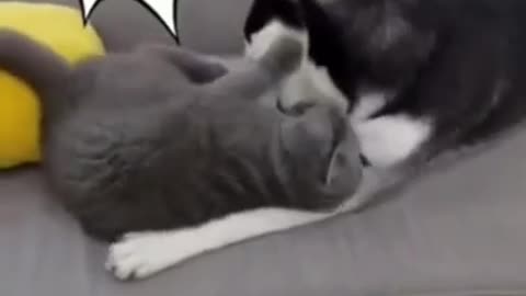 Funny cat and dog fight 😂
