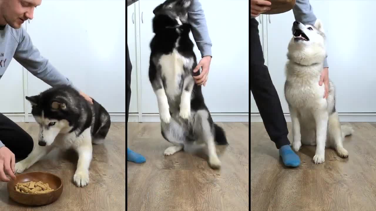 Patient Husky VS Greedy Husky! Three Dogs Alone With Cookies!