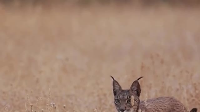 The most threatened feline in the world
