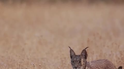 The most threatened feline in the world