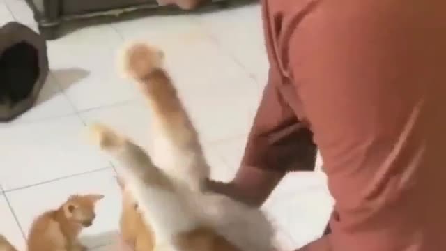 the cat is very spoiled, wants to be held