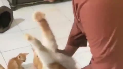 the cat is very spoiled, wants to be held