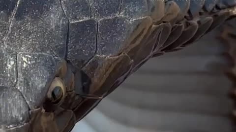 Snake video cobta
