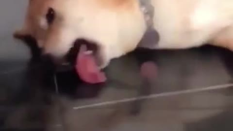 Stupid dog
