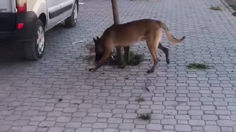 malinois dog