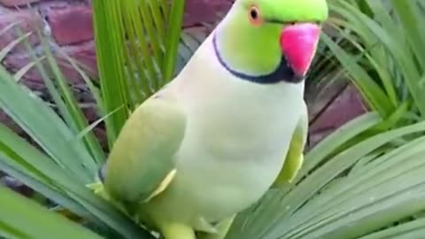 Funny cute parrot talking animal life