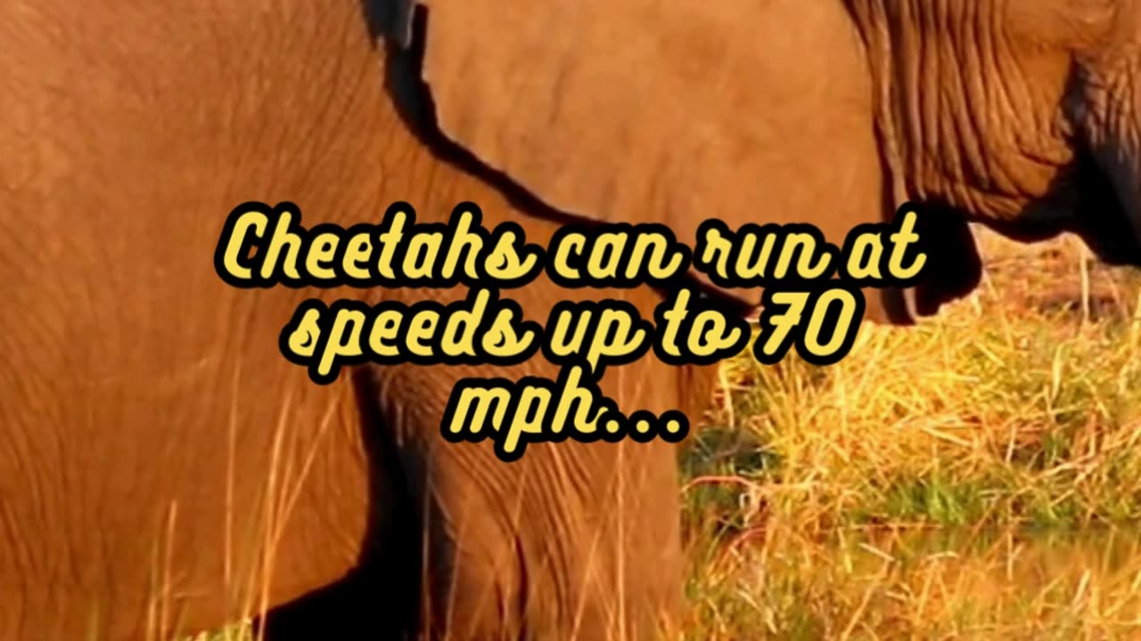 Animal Facts Cheetah Speed #shorts