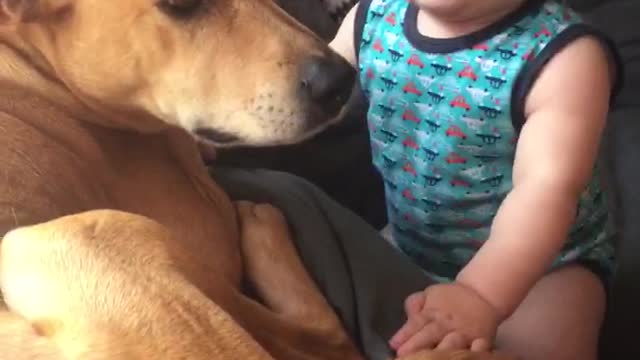 Baby can't stop laughing at dog's presence